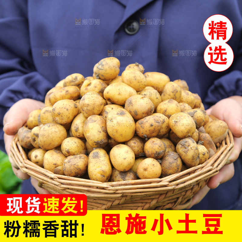 手里端着一篮黄心小土豆