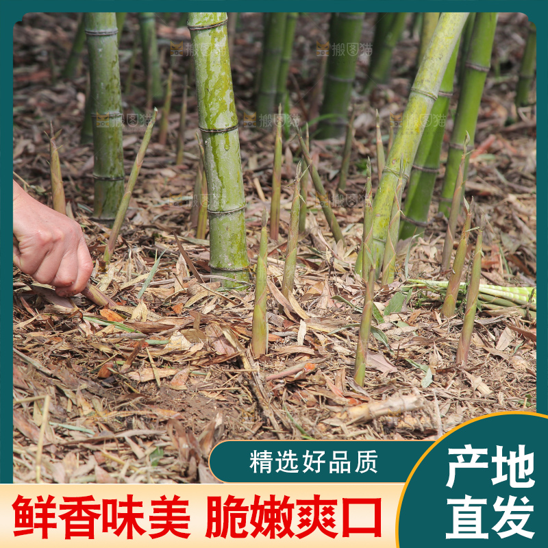 竹林里的新鲜小竹笋
