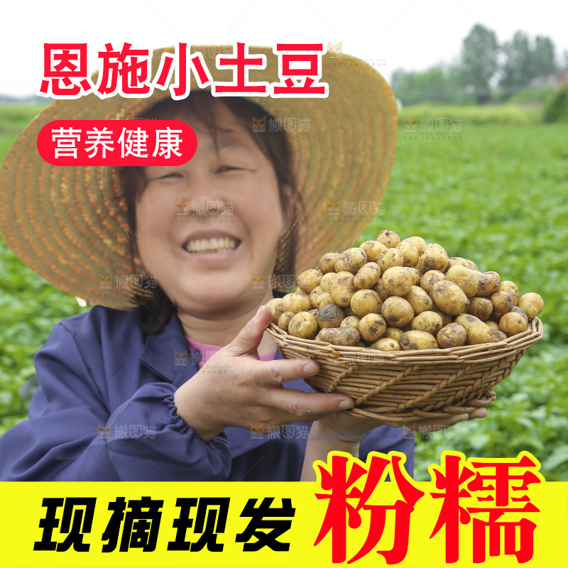 手里端着一篮黄皮小土豆
