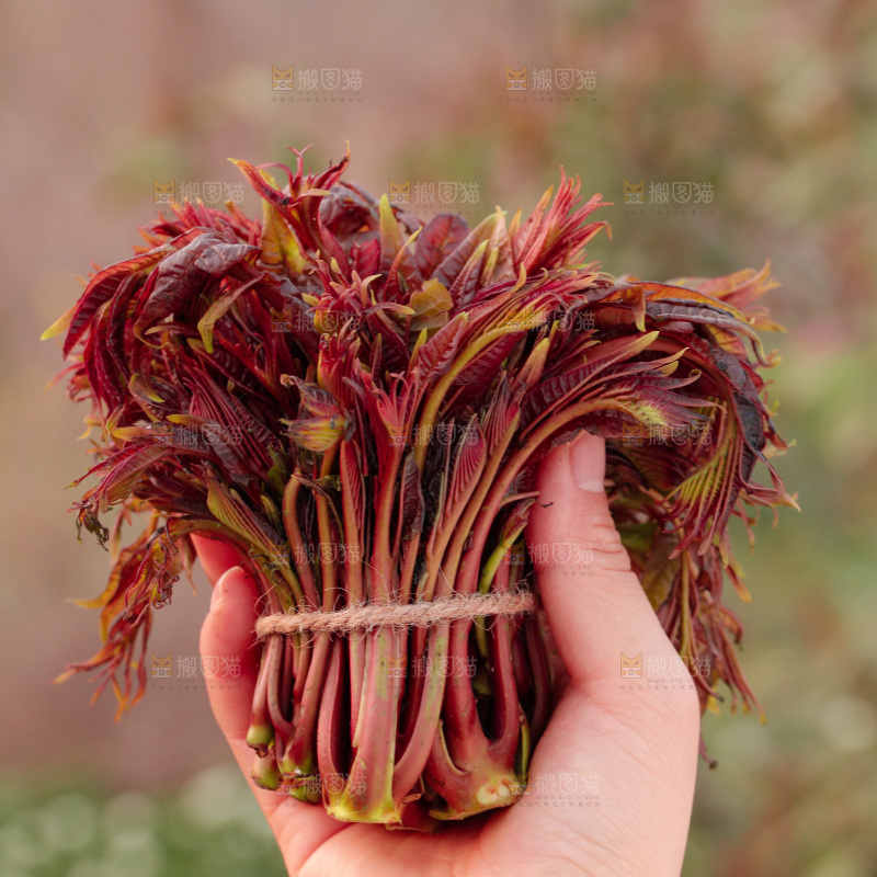手里拿着红油香椿芽