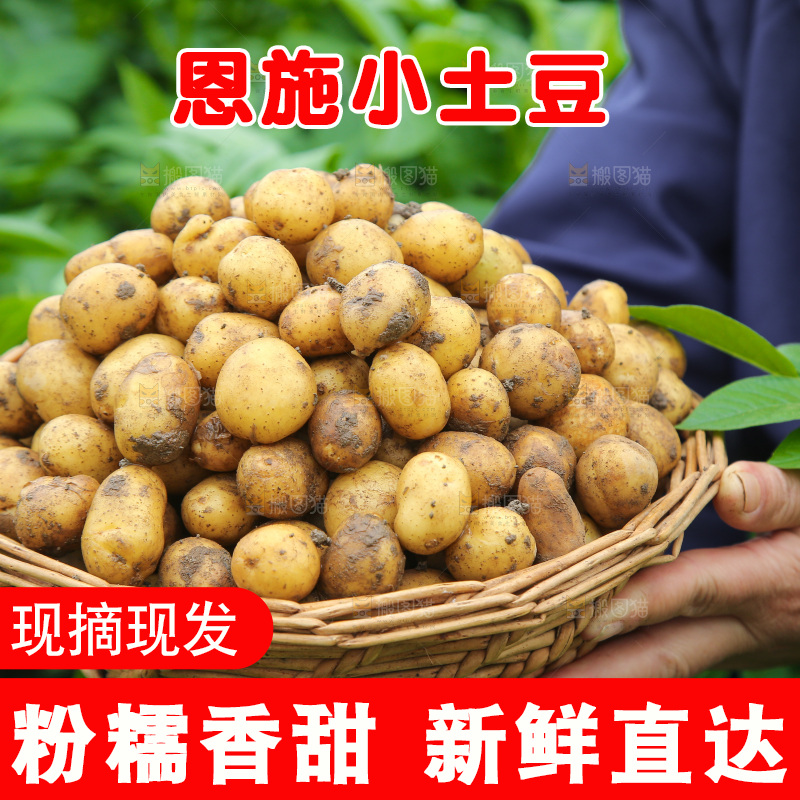 手里端着一篮黄心小土豆
