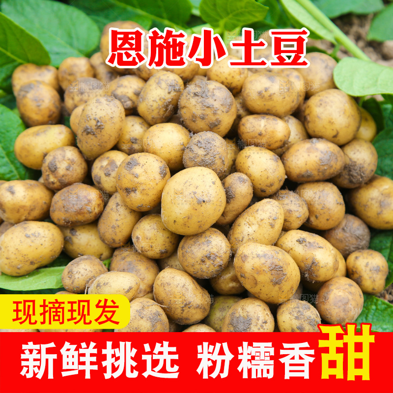 一堆新鲜小土豆