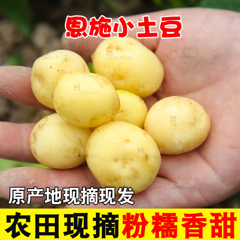 手里拿着小土豆