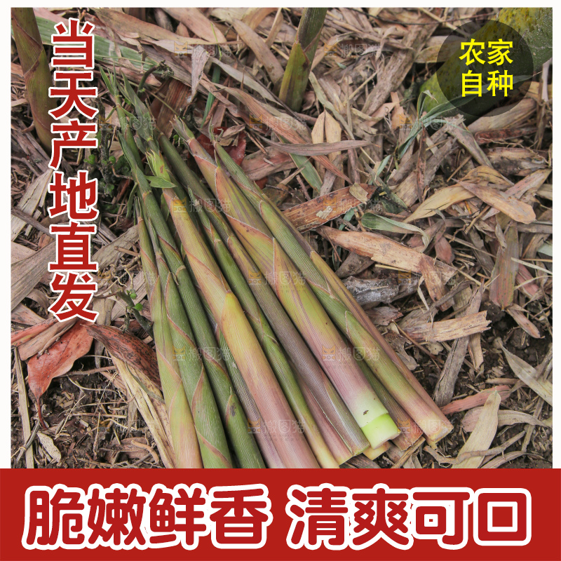 竹林里的新鲜小竹笋