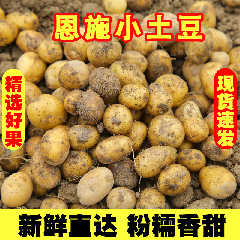 田地里的黄皮小土豆
