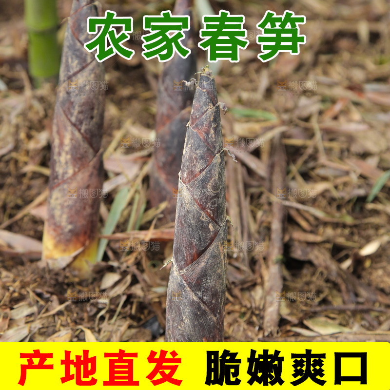 竹林里的新鲜春雷笋