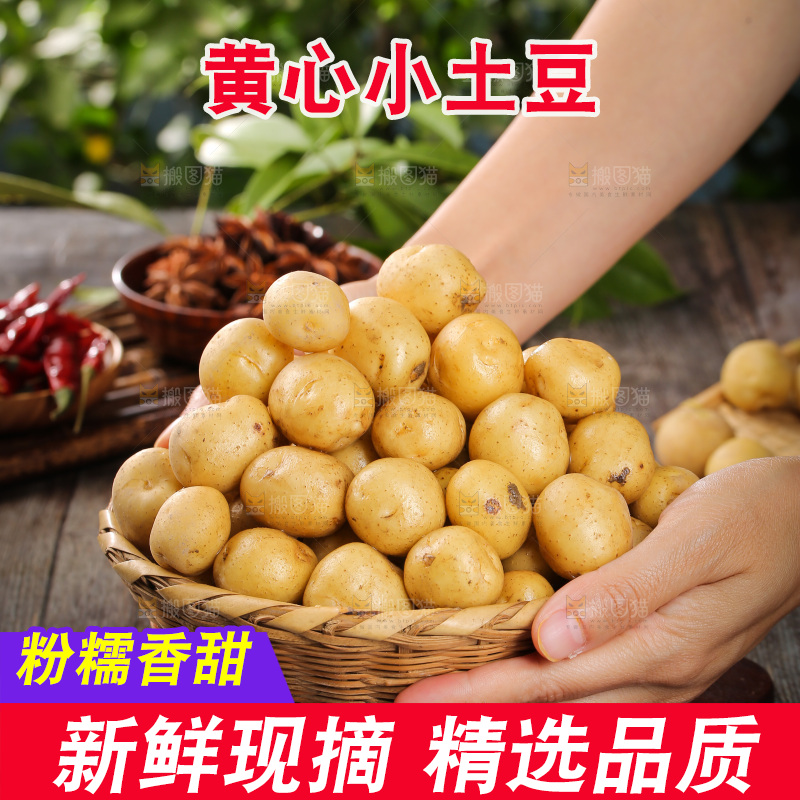 一篮新鲜小土豆