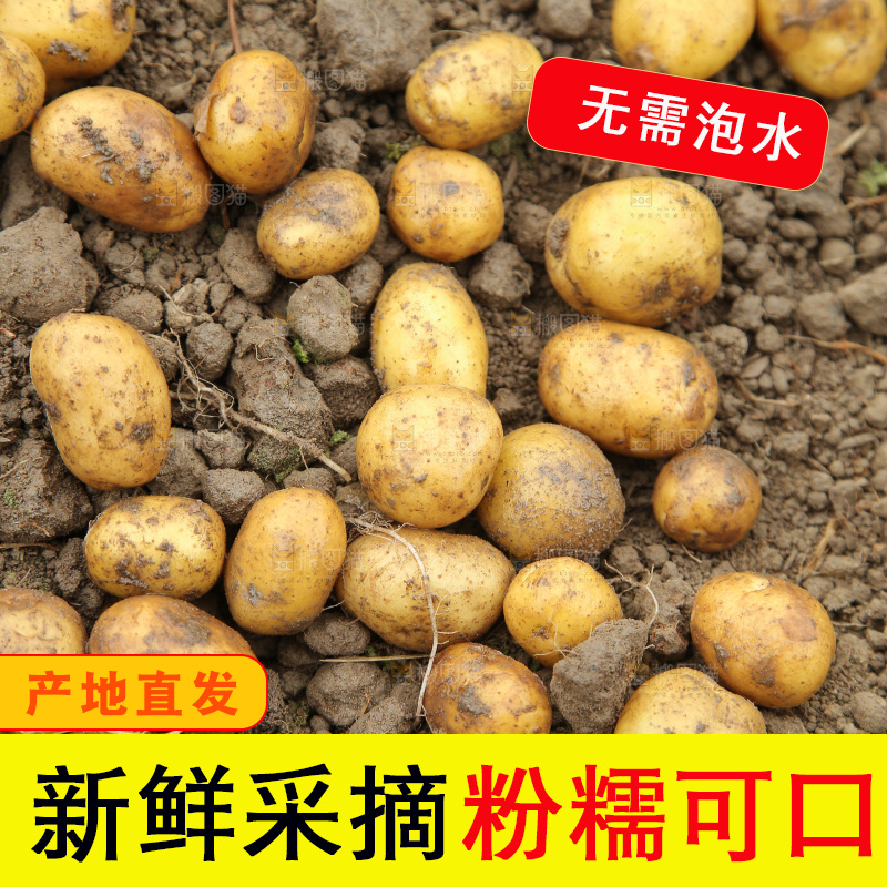 田地里的黄皮小土豆