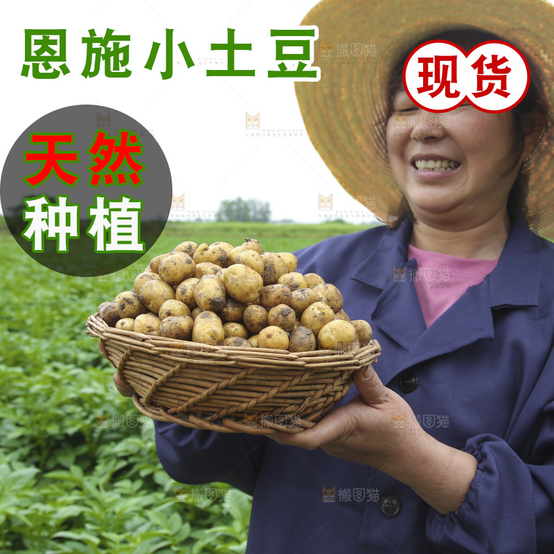 手里端着一篮黄心小土豆