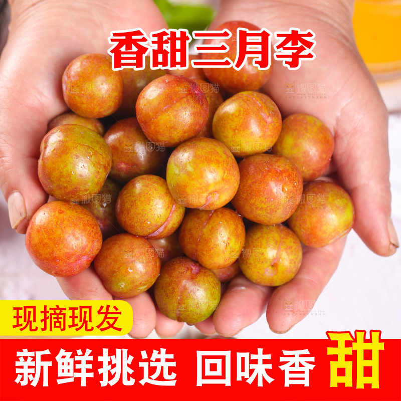 手里捧着三月李
