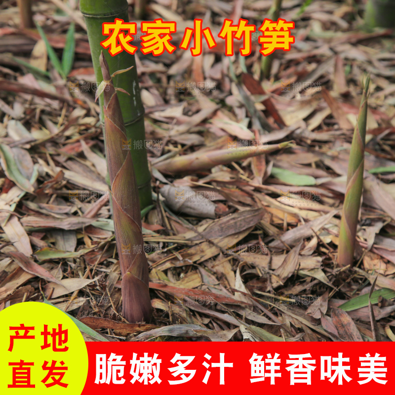 竹林里的新鲜小竹笋