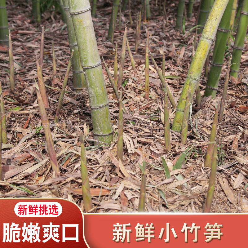 竹林里的新鲜小竹笋
