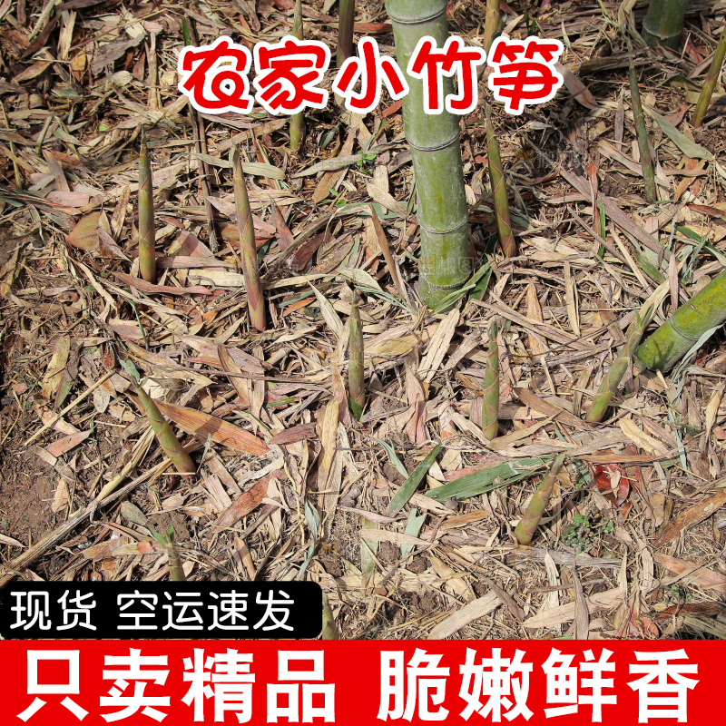 竹林里的新鲜小竹笋