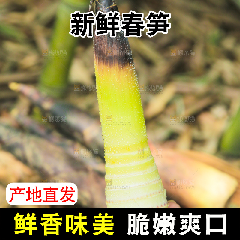 手里拿着雷笋