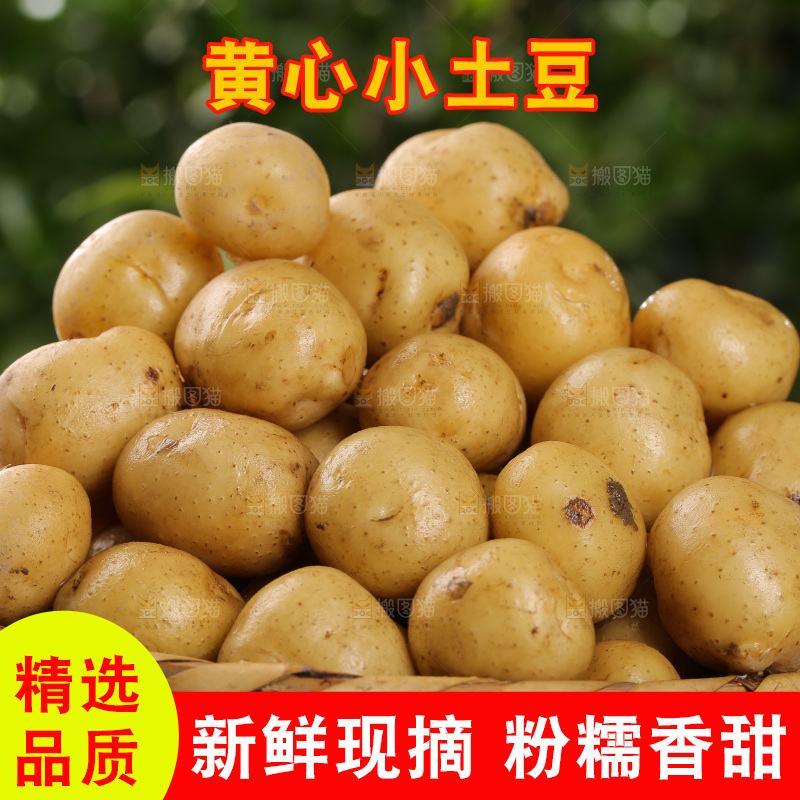 一篮新鲜小土豆