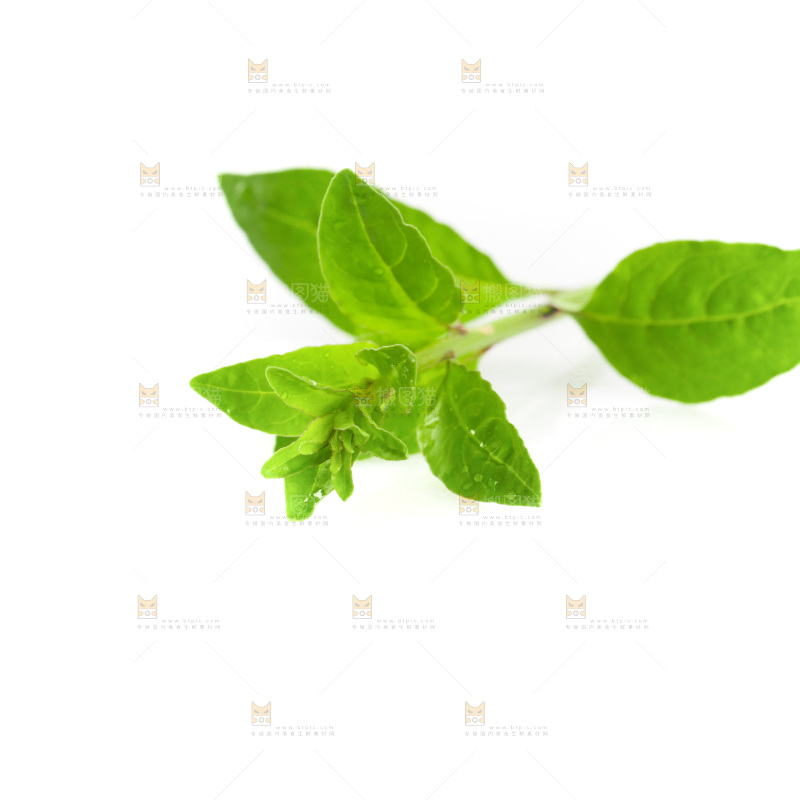 白底上的枸杞菜芽