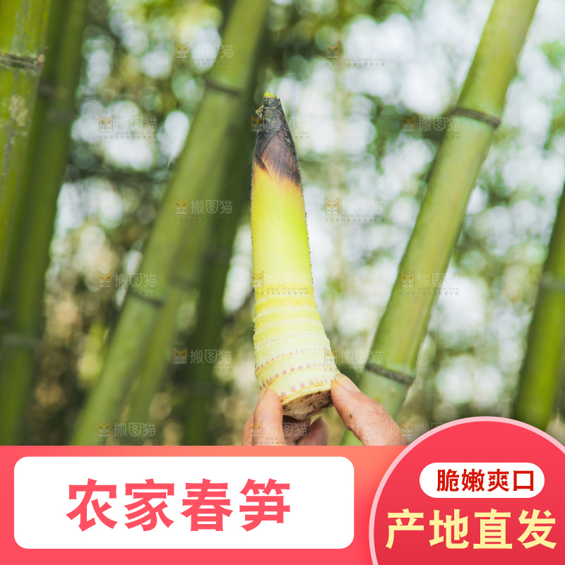 手里拿着雷笋
