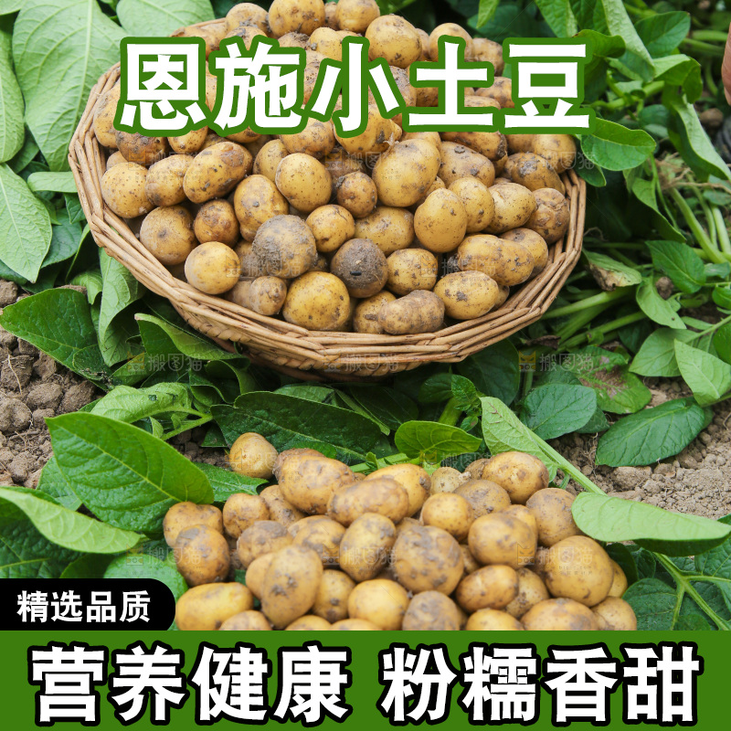 一堆新鲜小土豆