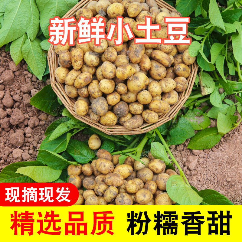 一堆新鲜小土豆