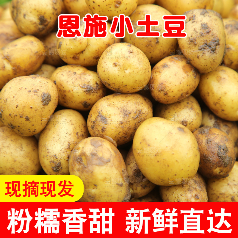 一篮新鲜小土豆