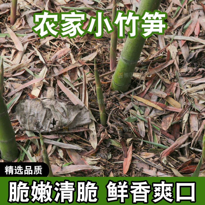 竹林里的新鲜小竹笋
