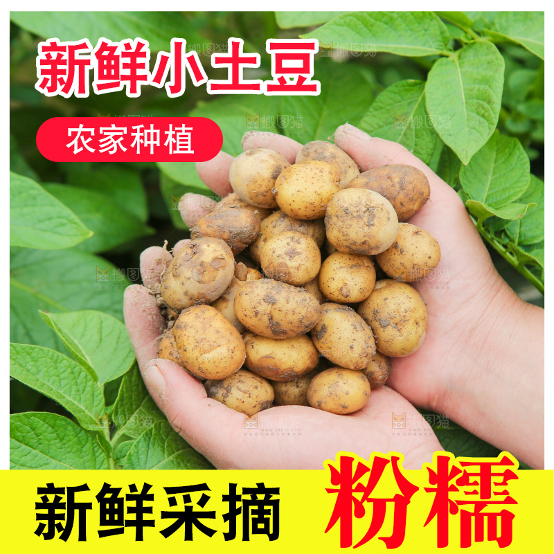 手里捧着小土豆