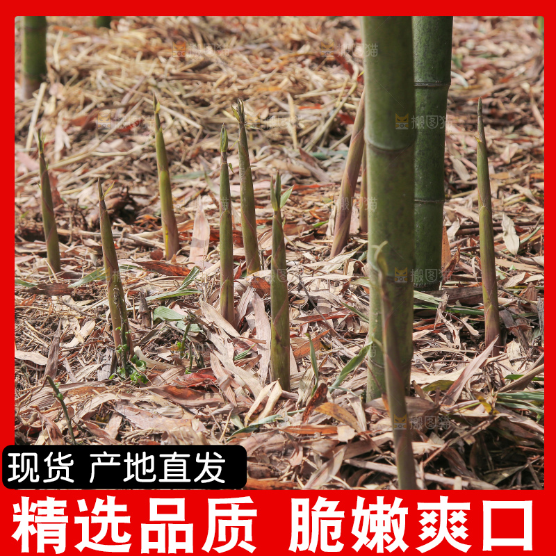 竹林里的新鲜小竹笋
