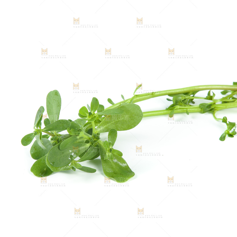 白底上放着马齿菜