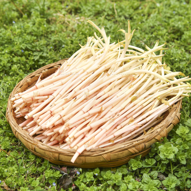 一篮折耳根嫩芽