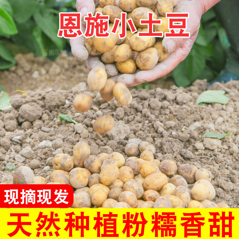 手里捧着小土豆