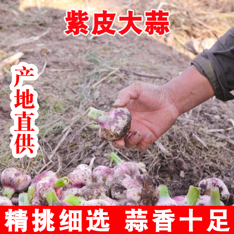 现挖大蒜