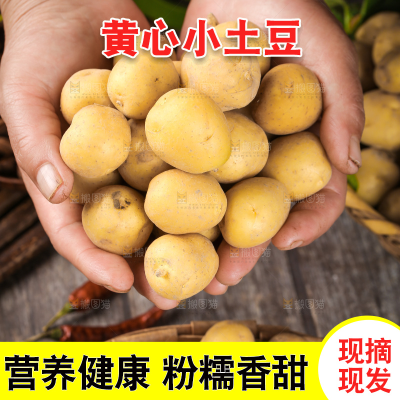 手里捧着恩施小土豆