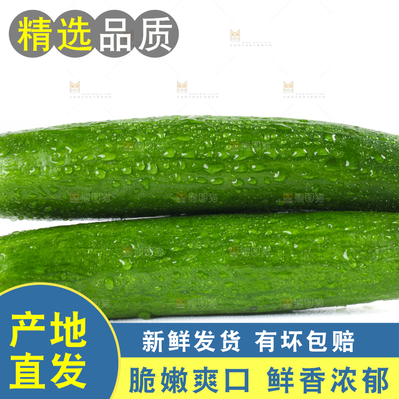 白底上的荷兰黄瓜