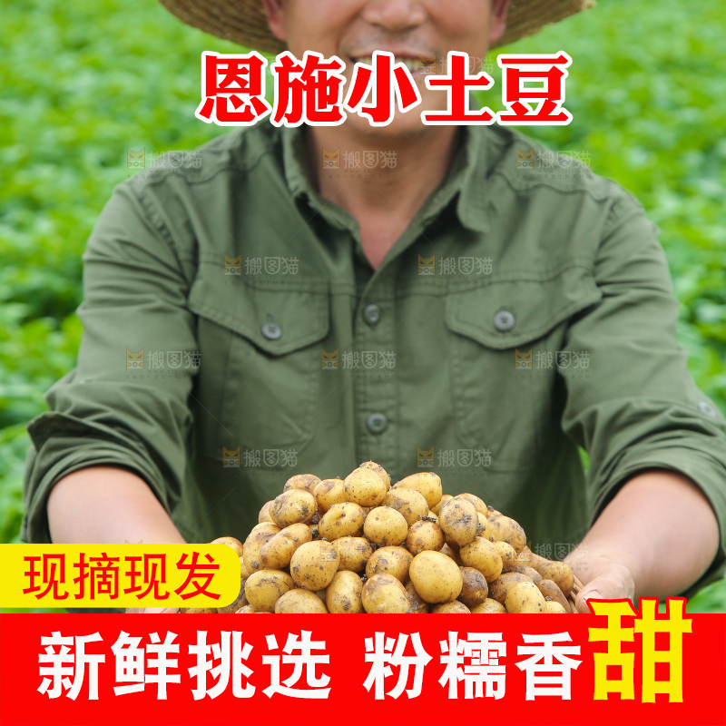 手里端着一篮黄皮小土豆