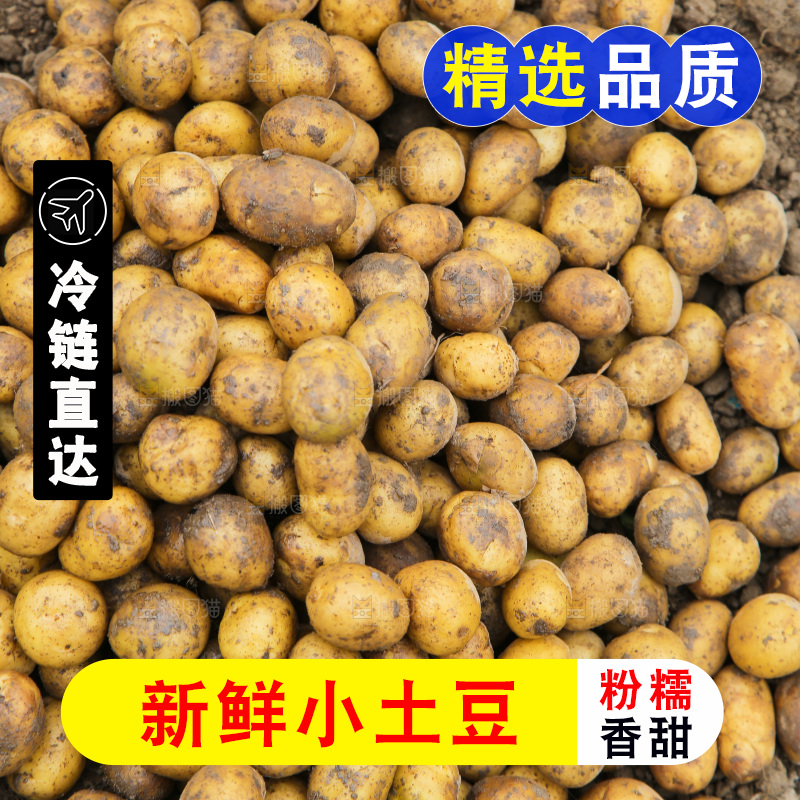 一堆新鲜小土豆