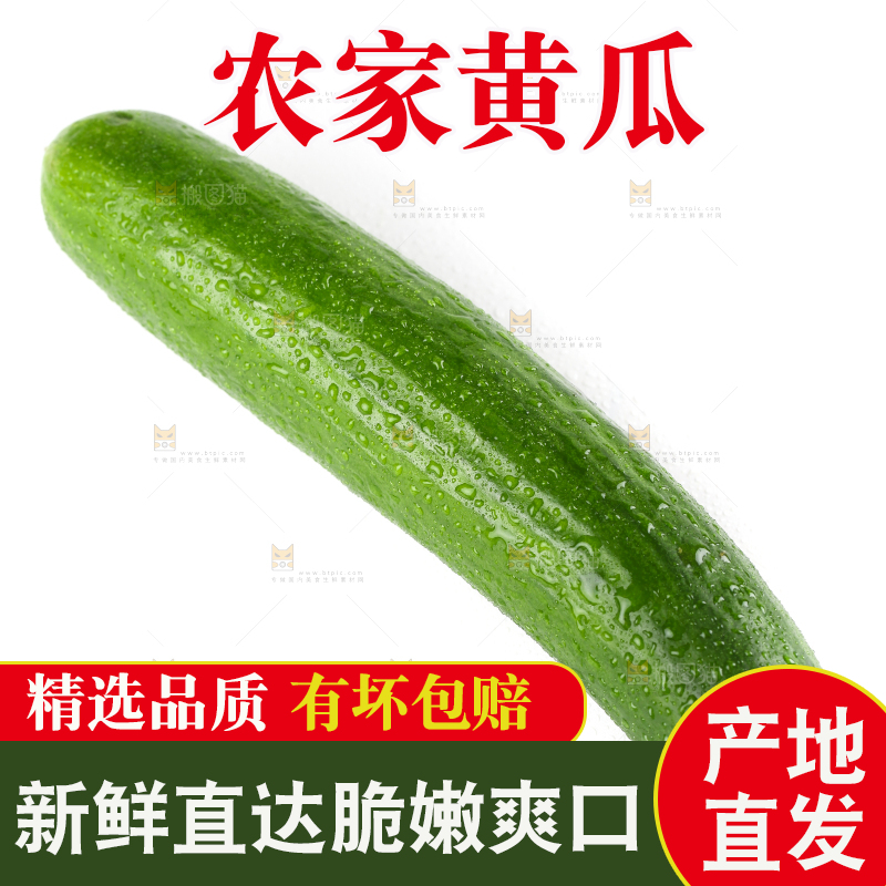 白底上的荷兰黄瓜