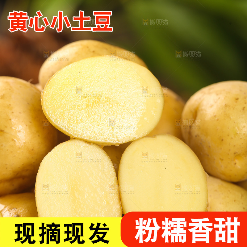 一堆黄心小土豆