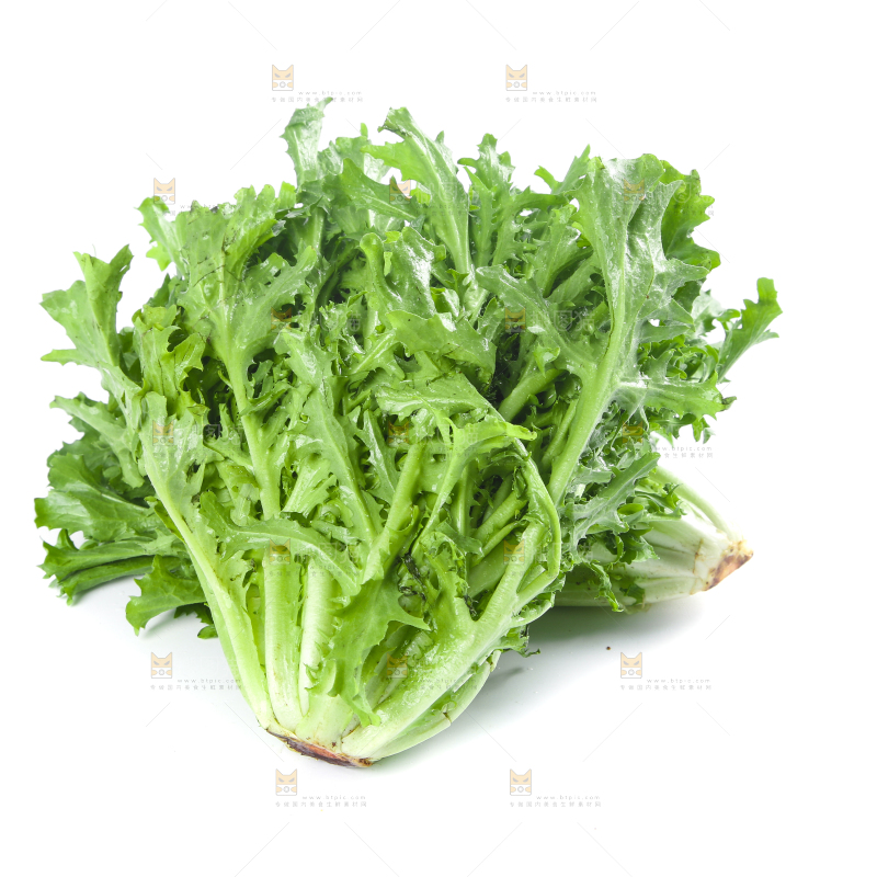白底上摆放着苦菊