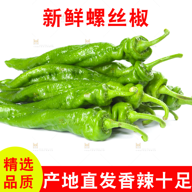 白底上摆放着青螺丝椒