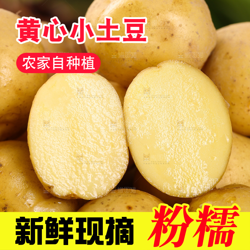 一堆黄心小土豆