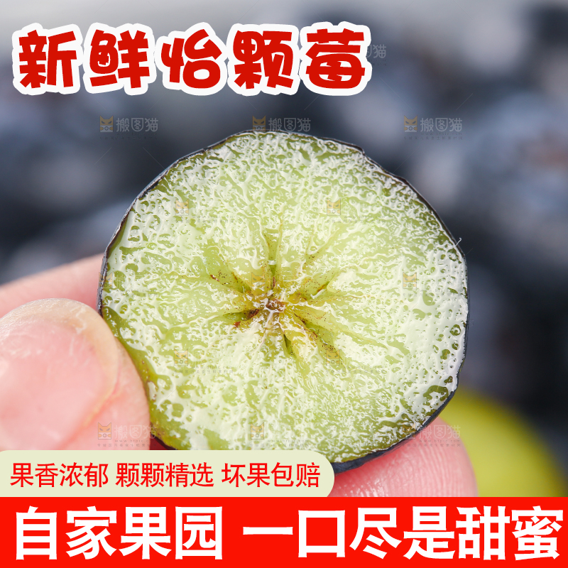 手里拿着蓝莓