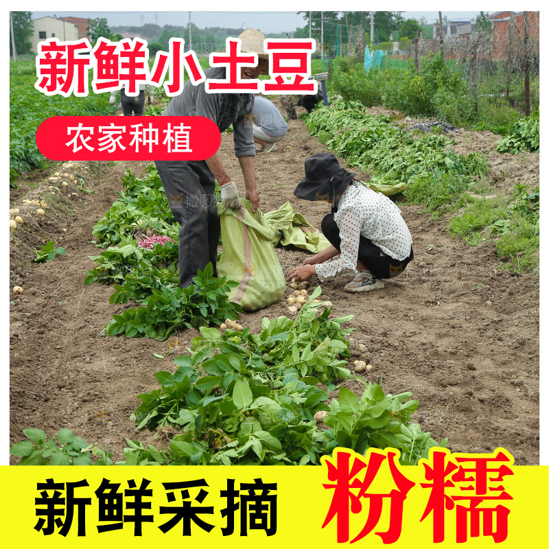 土豆丰收