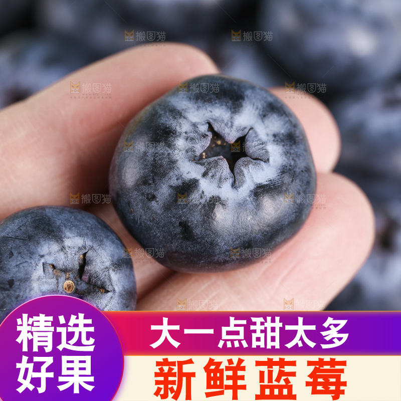 手里拿着蓝莓