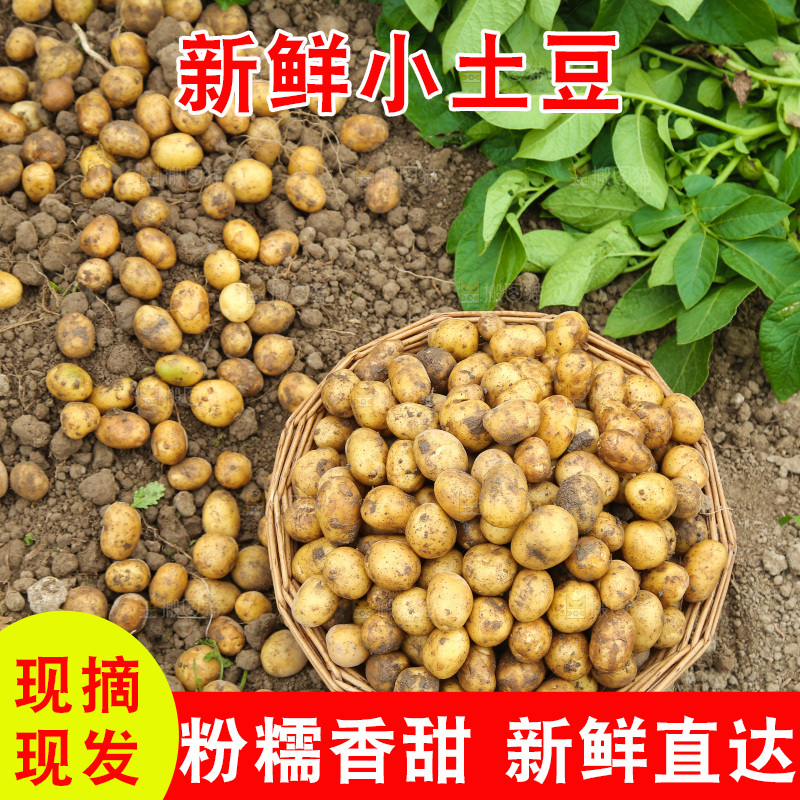 一篮黄皮小土豆