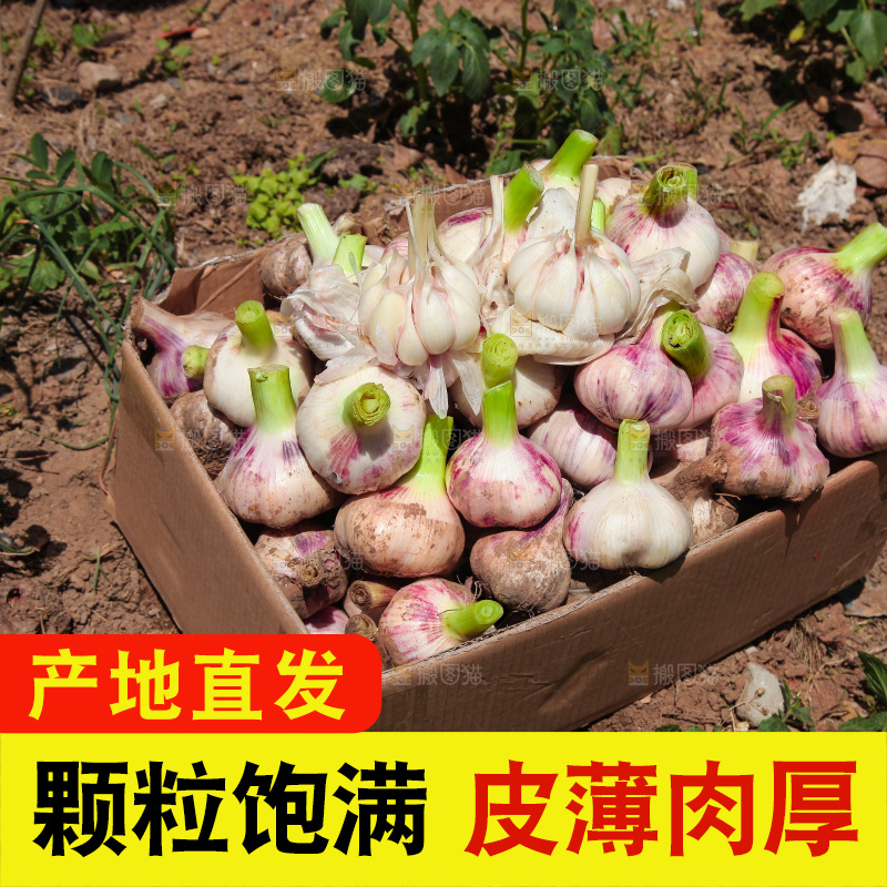一箱新鲜大蒜