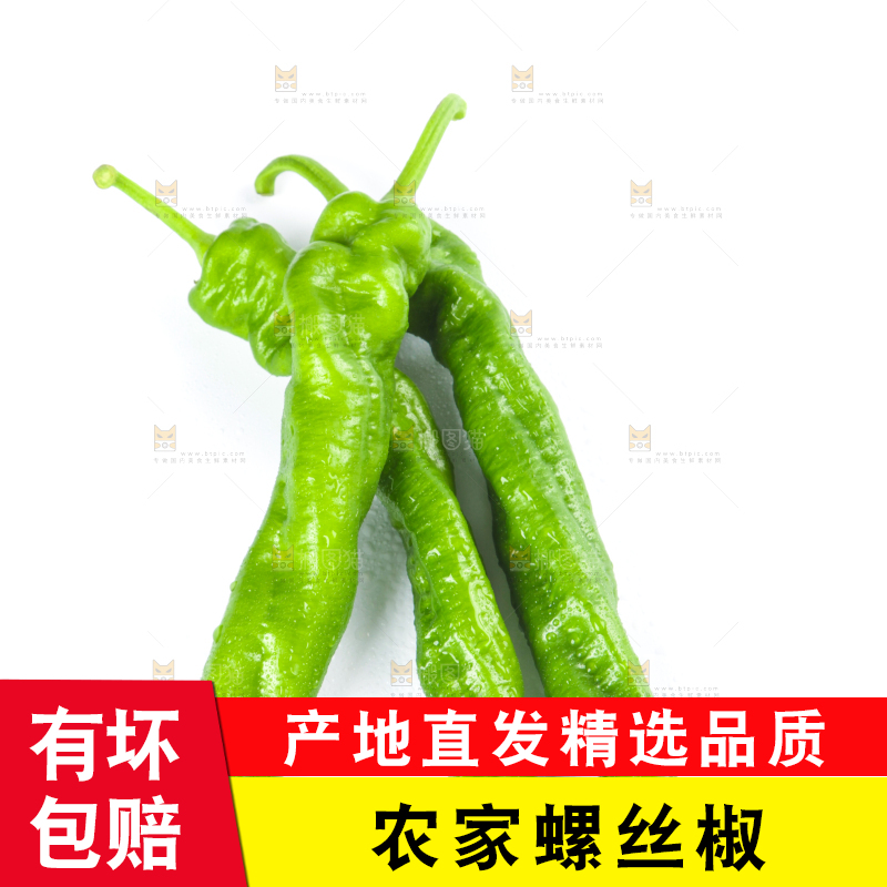 白底上摆放着青螺丝椒