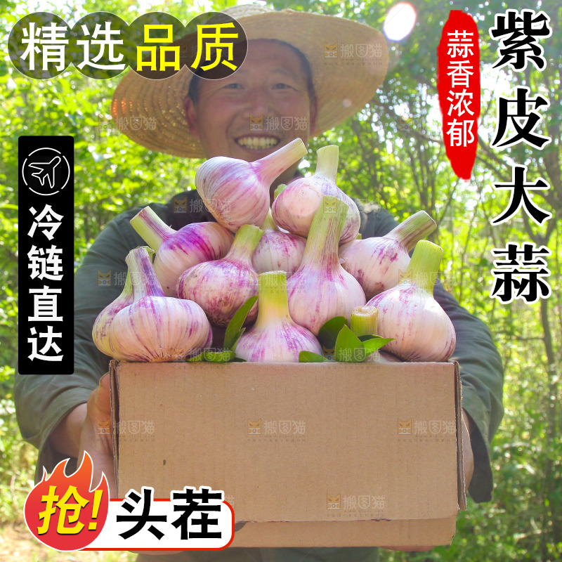 手里端着一箱紫皮鲜蒜