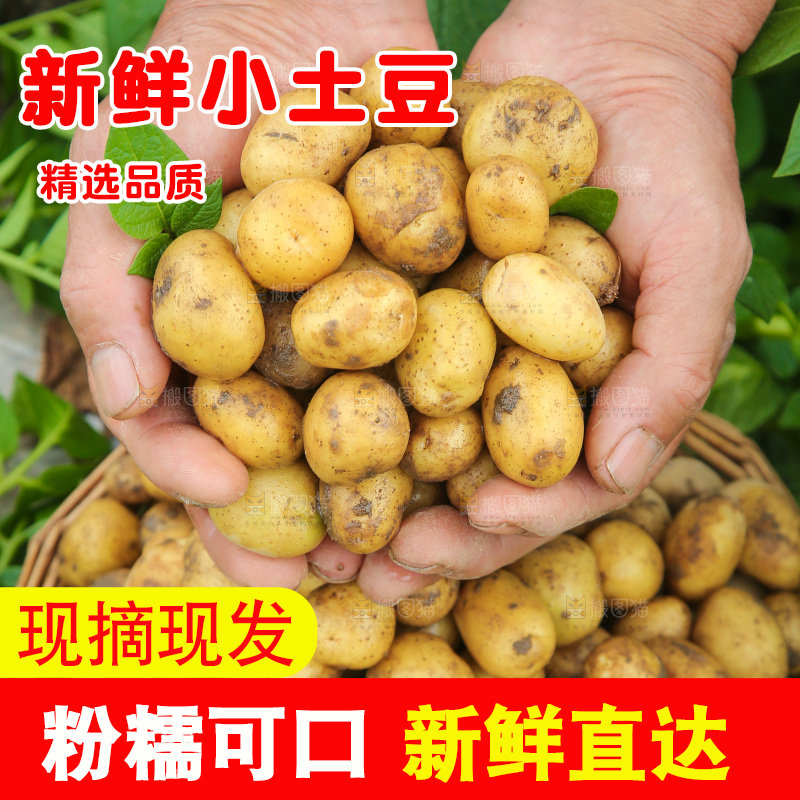 手里捧着恩施小土豆
