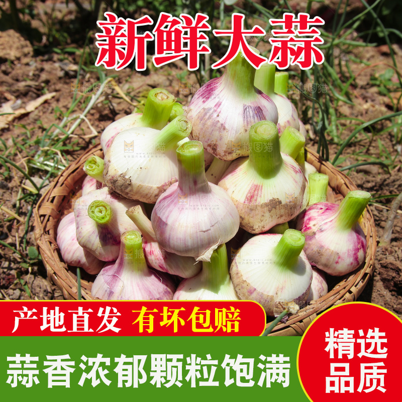 一篮紫皮大蒜