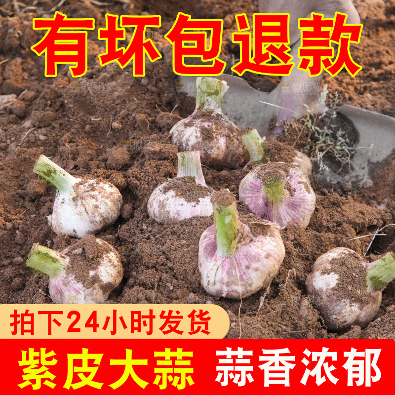 现挖新鲜大蒜